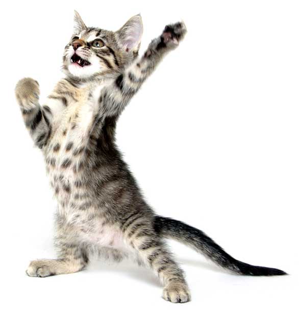 Cat stretching